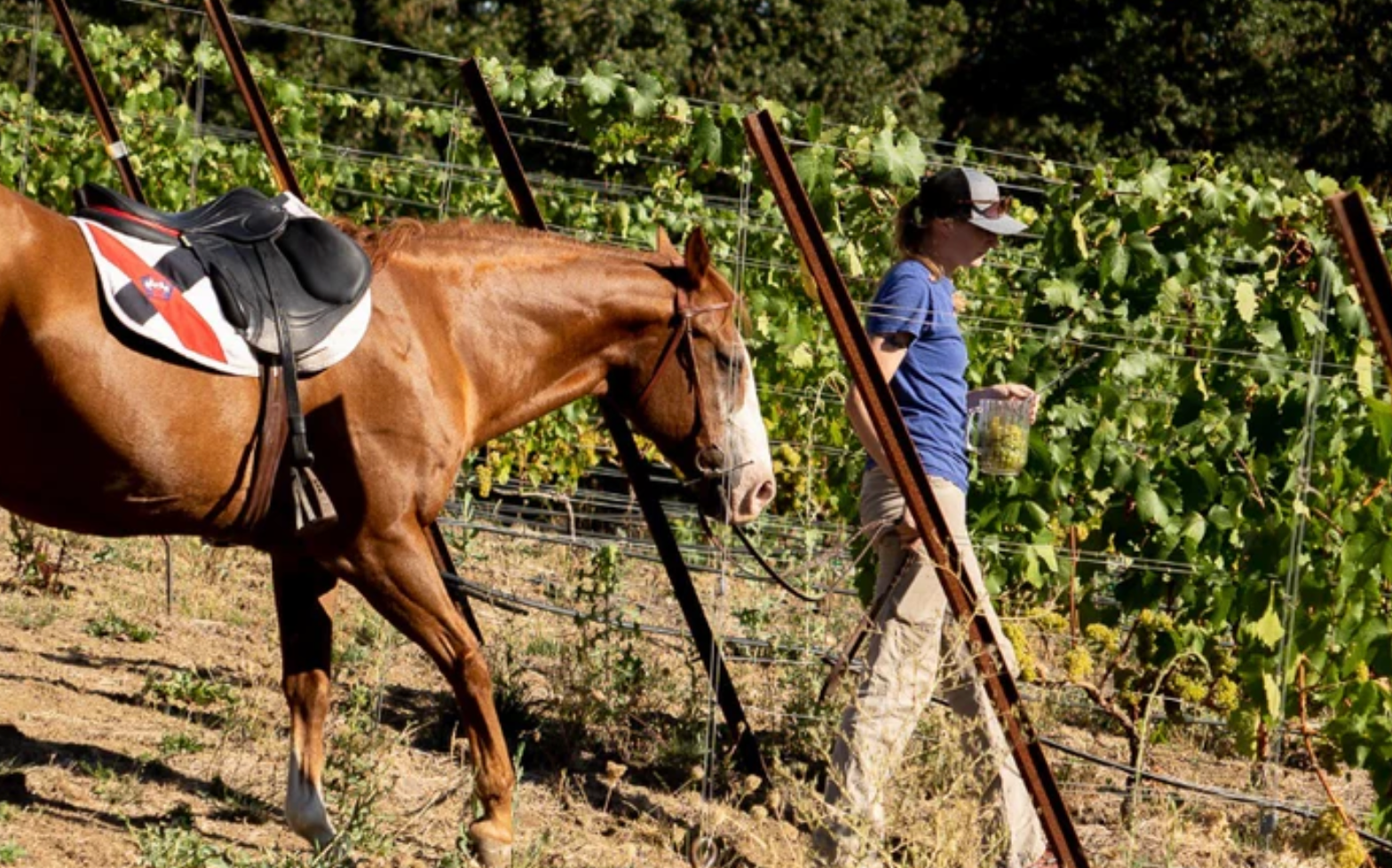 St. Innocent: Willamette Valley Icons—Friday, June 6th