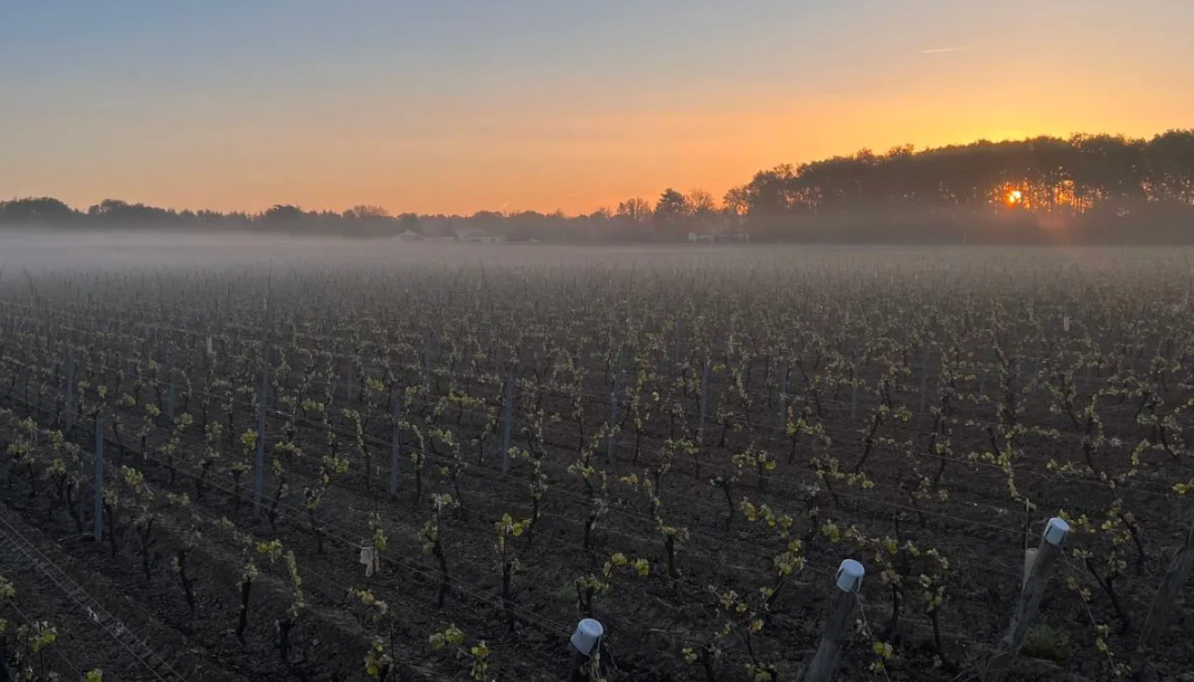 Domaine du Haut Bourg Rosé: A Summer Sipper that Won't Break the Bank
