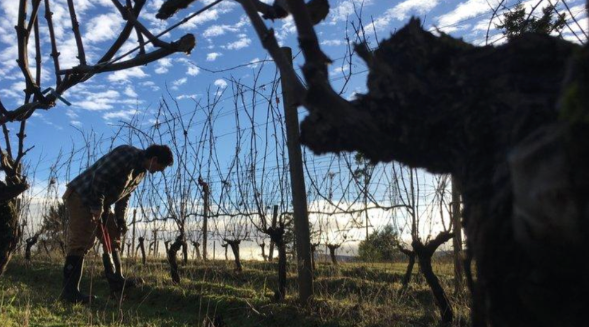 Goodfellow Family Cellars: Burgundian Tension, Champagne Elegance