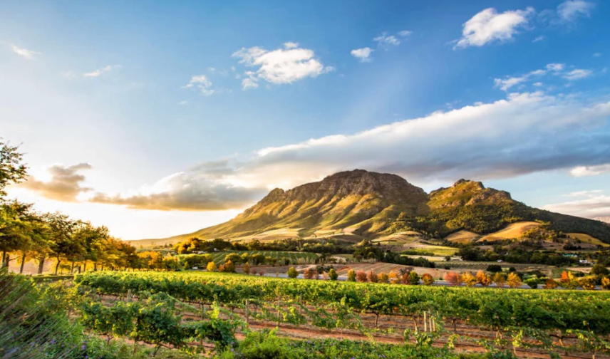 South African Wines with Amy Atwood—Friday, February 27th