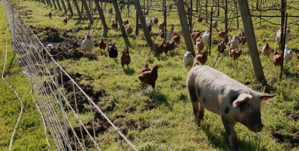 California Soul:  Preston Dry Creek Zinfandel