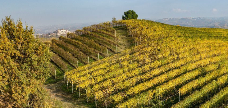 Vietti Monvigliero: Six Bottles. One Legendary Cru.