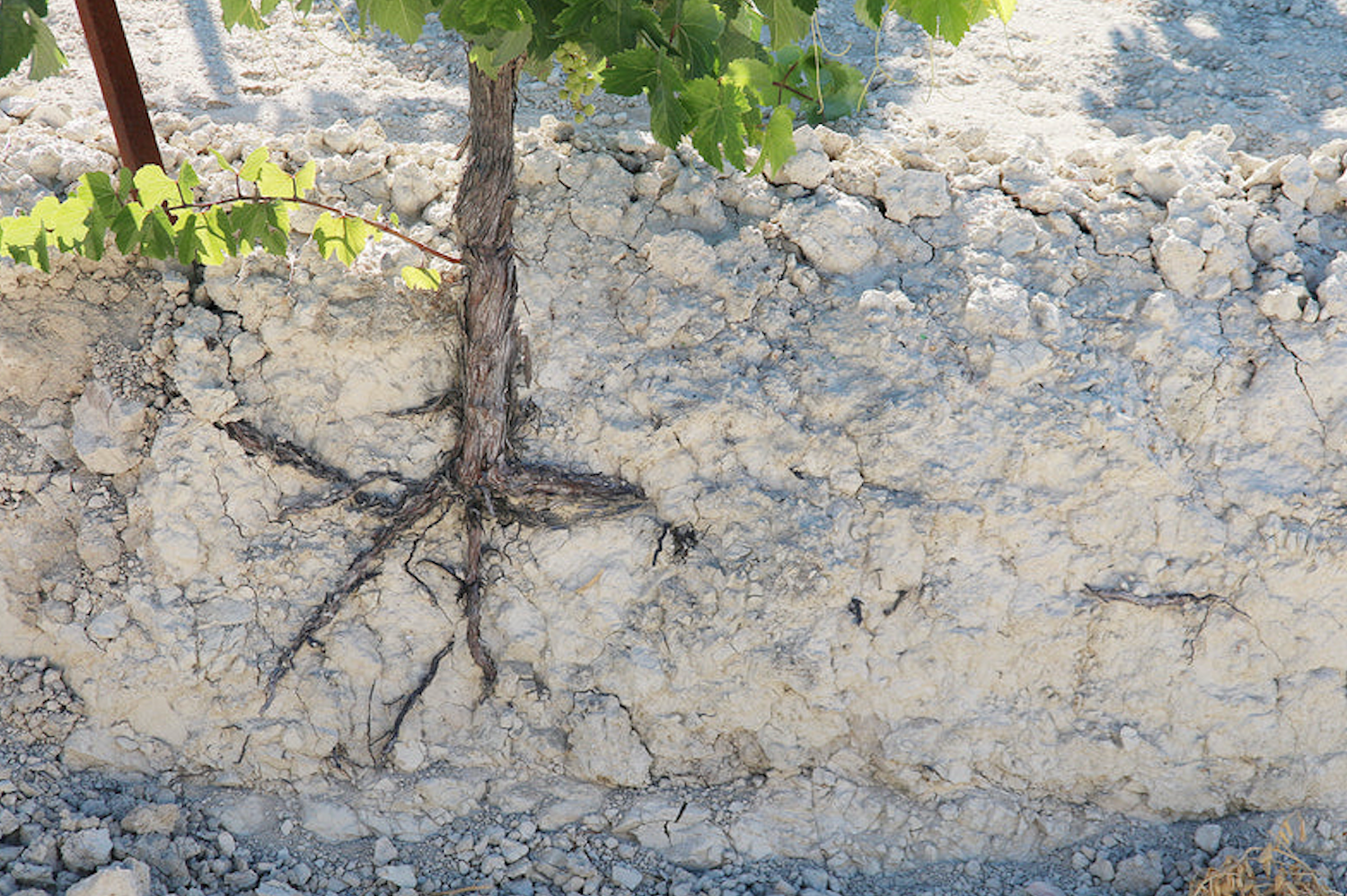 Soil Study—Friday, April 24th